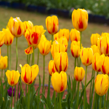 Darwin Hybrid 'Olympic Flame' Tulip (Mid to Late)